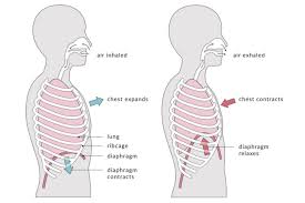 Respiration Definition And Types