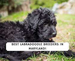 Ask for more information about our keystone accredited breeders program! Best Labradoodle Breeders In Maryland 2021 We Love Doodles