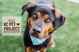 This is the best way to see the true personalities of the kitties. Derrick Nnadi Pays Dogs Adoption Fees After Super Bowl Win The Washington Post