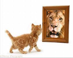 Polish your personal project or design with these cat looking in mirror transparent png images, make it even more personalized and more attractive. Looking In The Mirror Lion Ginger Kitten Animals