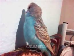 Dunyanin En Net Konusan Muhabbet Kusu Izlesene Com