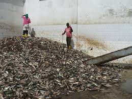 La Production De Farine De Poisson En Afrique De L Ouest Enjeux Pour Les Communautes Cotieres Coalition Pour Des Accords De Peche Equitables