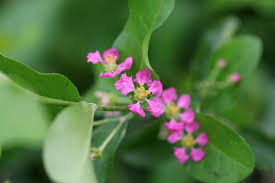 Image result for Malpighia