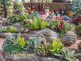 Welcome to simply succulents ® … specializing in beautiful, hardy & exotic succulents. Succulents For Sale In The Phoenix Area Desert Horizon Nursery