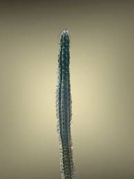 Image result for Pycreus aethiops