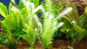 Image result for Mayaca