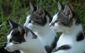One vaccine is currently available as an aid in the prevention of bordetella bronchiseptica infection in cats. Feline Upper Respiratory Infection Vca Animal Hospital