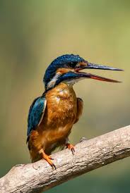 Birds That Cannot Fly Images Birds Beautiful Birds Bird Species