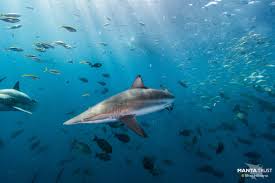 4.4 out of 5 stars 12,745. Sharks On A Knife S Edge As Maldives Mulls Lifting 10 Year Fishing Ban