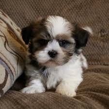 Furthermore, they have inherited some of the best qualities of their parents. Shih Poo Shih Tzu Poodle Mix Facts Temperament Training Diet Puppies Pictures