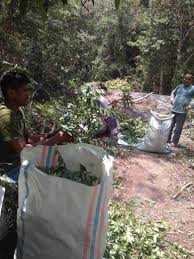 Dengan menggunakan tambahan daun kari pada masakan maka hasil masakan akan lebih harum dan menggoda selera makan. Pemuda Pidie Ini Penuhi Permintaan Daun Kari Untuk Perusahaan Makanan Dan Bumbu Masak