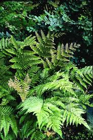 Image result for Dryopteris kilemensis