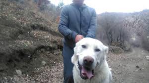 Kangal Ve Akbas Youtube