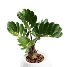 Image result for Zamia furfuracea
