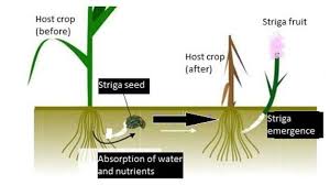 Image result for Striga hallaei