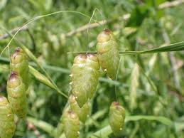 イネ科の植物の種類と特徴 たくさんの花が集まった稲穂をもつ植物たち ネイチャーエンジニア いきものブログ