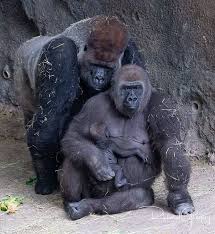 Family Animals Nature Animals Animals Beautiful