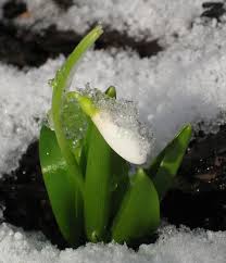 Der frühling erstreckt sich über die monate märz, april und mai. Wann Kommt Der Fruhling Ogv Wolfsegg