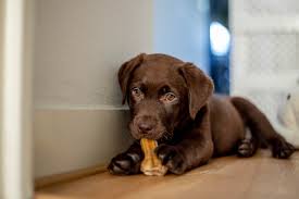 We are expecting chocolate puppies this spring 2021! How To Prevent Heartworm Disease In Large Breed Puppies