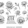 Aster tattoo aster flower tattoos flor tattoo birth flower tattoos daisy flower drawing flower sketches flower art flower drawings pencil drawings. 1