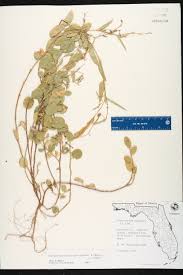 Image result for Phyllanthus ovalifolius