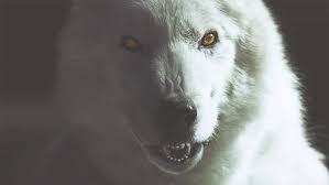 Share the best gifs now >>>. Pin By Himo Kkr On Wolf Gifs Twilight Wolf Werewolf White Wolf