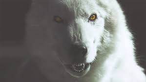 Great collection of wolf gif animations. Pin By Ishy Squishy On Wolf Gifs Twilight Wolf Werewolf White Wolf