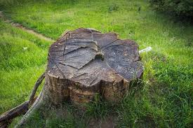 Its unique, rustic, versatile decor that everyone will envy. How To Preserve A Tree Stump For A Unique Backyard Design 2021