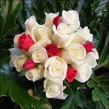 بوكيه ورد خلفيات رمزيات بوكيه ورد الفرح و الخطوبة زينه in 2021 flowers rose plants