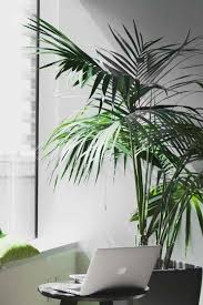 Top 10 Large Indoor Plants Air Purifying House Plants Large Indoor Plants Low Light House Plants