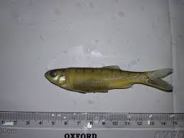 1822) from uttarakhand, india, was studied using rapd markers. Barilius Bendelisis Hamilton 1807 By Himashri Das On 6 November 2019