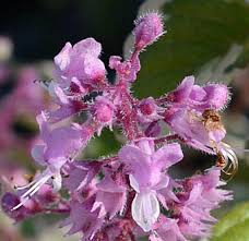 Image result for Syncolostemon elliottii