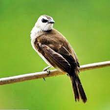 Download kicau burung trucukan 1.0 and all version history for android. Kicau Trucukan Juara Gacor For Android Apk Download