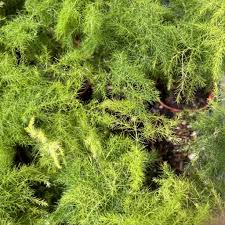 Image result for Asparagus pendulus