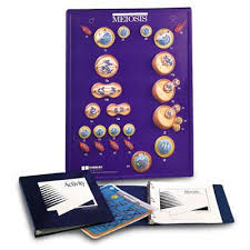 W40220 Meiosis Model Activity Set Meiosis Mitosis Meiosis Activity