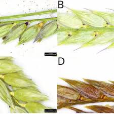Image result for Eriochloa fatmensis