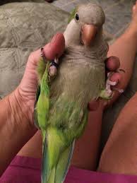 Feb 07, 2020 · a white quaker parrot can command a price anywhere between $1000 to $1600 or so depending upon the breeder. Parrot For Adoption Kiwi A Quaker Parakeet In Blairstown Nj Petfinder