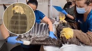 Injured bald eagle gets life-saving transfusion from Bakersfield's CALM eagle, Spirit