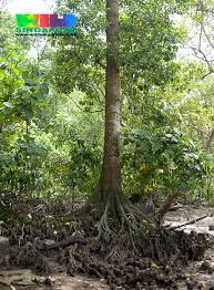 Image result for Bruguiera