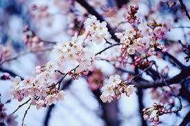 10 Things To Do Every Day To Stay Organized Life Your Way Beautiful Flowers Pink Flowers Blossom