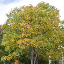 The straight species of kentucky coffeetree produces seed pods with fruit, which are toxic if consumed raw. Buy Affordable Kentucky Coffeetree Trees At Our Online Nursery Arbor Day Foundation Buy Trees Rain Forest Friendly Coffee Greeting Cards That Plant Trees Memorials And Celebrations With Trees And More