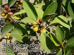 Image result for Ficus obliqua