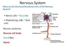 What is the cell body function. Nervous System What Are The Functions Of The Nervous System Ppt Video Online Download