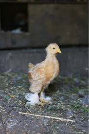 If they are fed and kept camels are used for riding, transport and agricultural work. The Best Way To Get Rid Of Rats In Your Chicken Coop