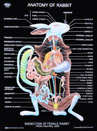 CH 498 RABBIT GENERAL ANATOMY | Dbios Charts