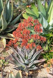 Image result for Aloe aculeata × ortholopha