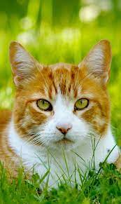 Pin By Adriana Munguia On Cats Exploring The World Cats Outside Cats Cats Kittens