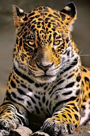 3840x2400 best hd wallpapers of animals, 4k ultra hd 16:10 desktop backgrounds for pc & mac, laptop, tablet, mobile phone. 640x960 Leopard 4k Glowing Eyes Iphone 4 Iphone 4s Hd 4k Wa Leopard Wallpaper Animal Wallpaper Cheetah Wallpaper