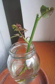 Pin On Gardening