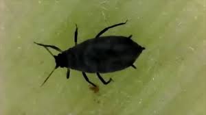 There are many insects that can destroy young corn seedlings—the three insects most likely to cause corn plant loss are black cutworm, wireworm and seedcorn maggot. Aphids And Other Bugs On Corn Ears Youtube